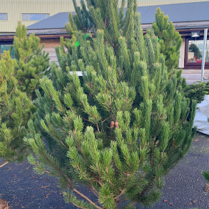 Pine 6/8ft Christmas Tree | Marl Pits Garden Centre