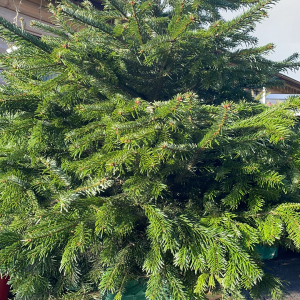 Nordman Potted 4ft Christmas Tree | Marl Pits Garden Centre